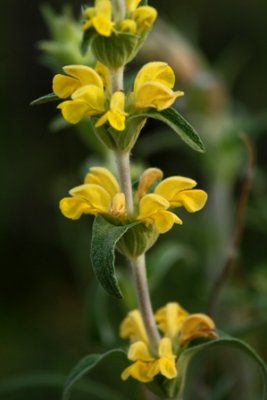 Phlomis Lychnitis