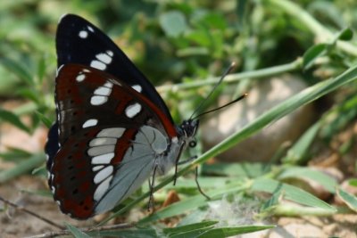 Southern White Admiral - Limenitis reducta