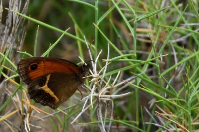 Spanish Gatekeeper - Pyronia bathsheba