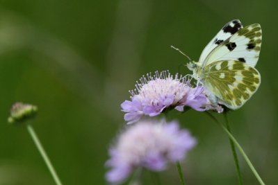 Bath White - Pontia daplice