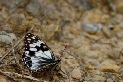 Spanish Marbled White - Melanargia arge