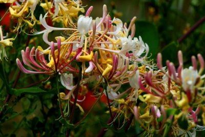 Etruscan Honeysukle - Lonicera etrusca