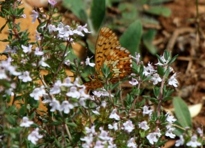 Bog Fritillary - Proclossiana eunomia