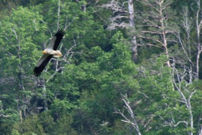 Egyptian Vulture in San Juan de Peņa