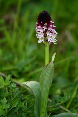 Burnt Orchid - Orchis ustulata