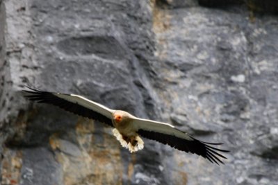 Egyptian Vulture in Gabardito - Neophoron pernopterus