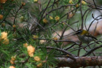 Firecrest - Regulus ignicapillus - Reyezuelo listado