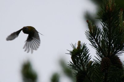 Firecrest in flight - Regulus ignicapillus -  Reyezuelo listado