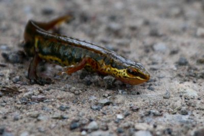 Palmated Newt male