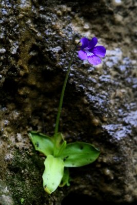 Common Butterwort - Pinguicula vulgaris