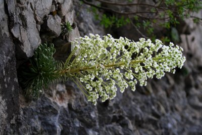Pyrenean Saxifrage - Saxifraga longifolia