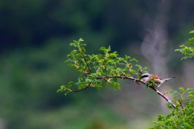 Redbacked shrike - Lanius collurio - Alcaudon dorsirojo - Escorxador