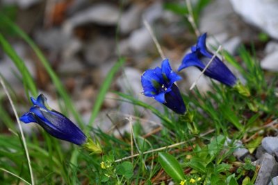 Southern Gentian - Gentiana alpina