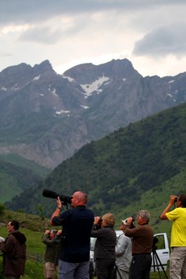 Birdwatching and photographing wildlife in the Pyrenees