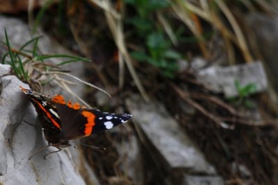 Red Admiral - Vanessa atalanta