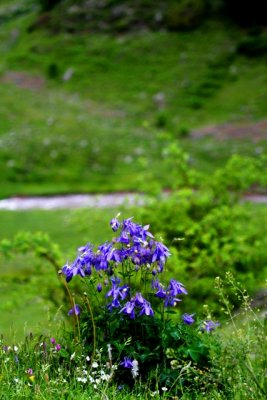 Pyrenean Columbine - Aquilegia pyrenaica