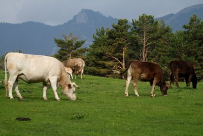 Grazyng cows in the Gabardito Pyrenees