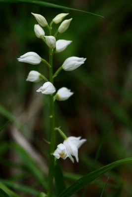 White Helleborine - Cephalanthera damasonium