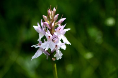 Toothed Orchid - Orchis tridentata
