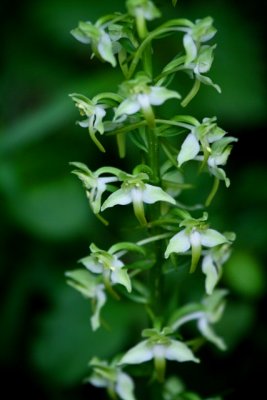 Lesser Butterfly Orchid - Platanthera bifolia
