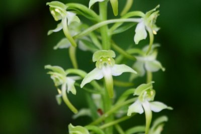 Lesser Butterfly Orchid - Platanthera bifolia