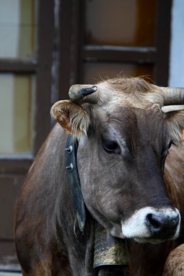 Pyrenean cow with a traditional bell