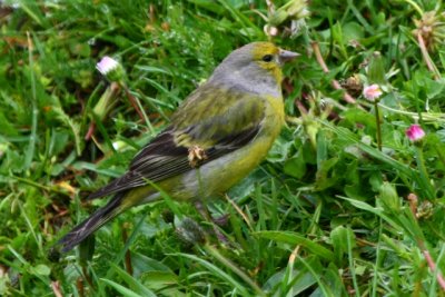 Male Citril Finch - Carduelis citrinella - Verdecillo serrano - Llucareta