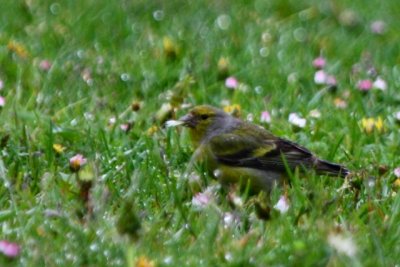 Male Citril Finch eating - Carduelis citrinella - Verdecillo serrano - Llucareta