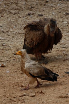 Adult Egyptian Vulture and Griffon Vulture in Ports de Tortosa - Beseit - Neophoron percnoterus - Alimoche y Buitre leonado