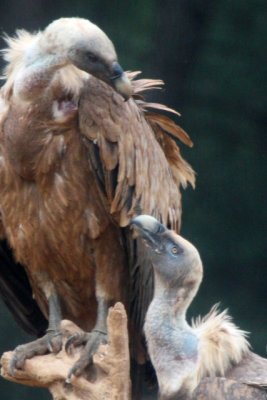 Griffon vulture in Ports - Gyps fulvus - Buitre leonado - Voltor comú