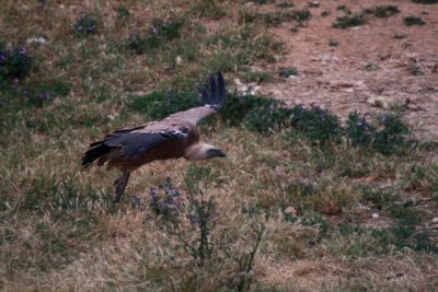 Griffon vulture in Ports - Gyps fulvus - Buitre leonado - Voltor comú