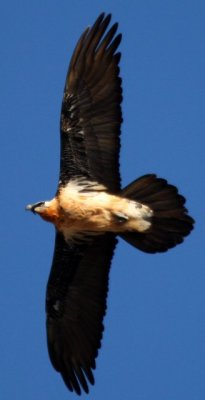 Lammergeier - Gypaetus barbatus - Bone breaker Quebrantahuesos - Trencals