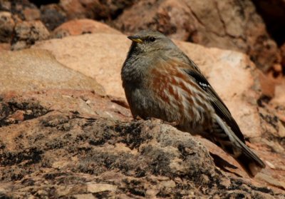 Alpine Accentor - Prunella collaris - Acentor alpino - Cercavores