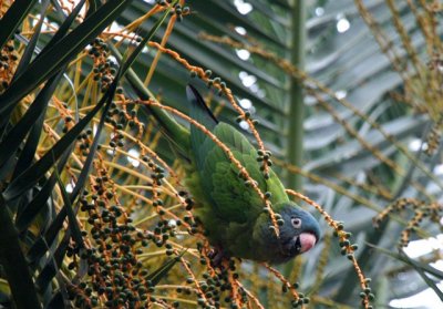 Blue-fronted Aratinga - Aratinga acuticaudata