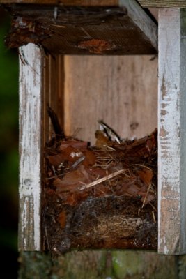 Pied Flycatcher nest box