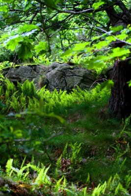 Swedish forest - Bosque en suecia bosc a Sucia