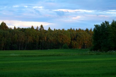 Forest in sweden bosque en Suecia