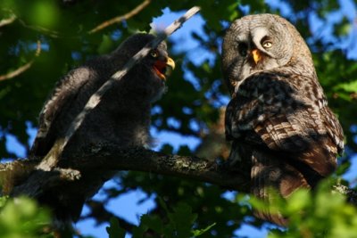 Great Grey Owl - Strix nevulosa - Gamarús de Lapònia - Carabo Lapón