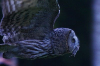 Hunting sequence of Great Grey Owl - Strix nevulosa - Seqencia de Caa de Gamars de Lapnia - Secuencia de caza Carabo Lapn