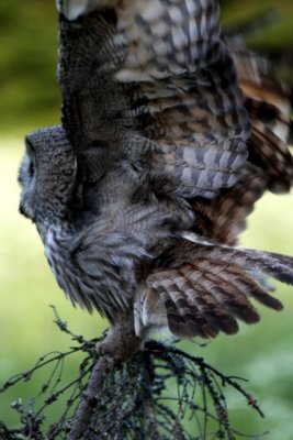 Great Grey Owl - Strix nevulosa - Gamars de Lapnia - Carabo Lapn