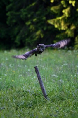 Hunting sequence of Great Grey Owl - Strix nevulosa - Seqencia de Caa de Gamars de Lapnia - Secuencia de caza Crabo Lapn
