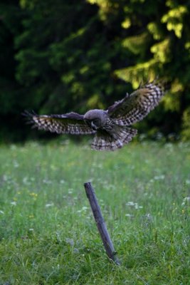 Hunting sequence of Great Grey Owl - Strix nevulosa - Seqencia de Caa de Gamars de Lapnia - Secuencia de caza Carabo Lapn