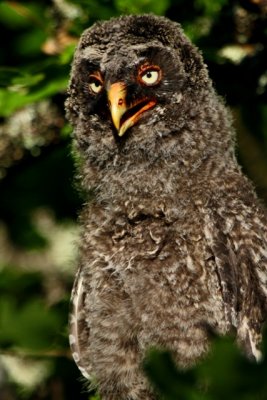Chick Great Grey Owl - Strix nevulosa - poll de Gamars de Lapnia - pollo de Crabo Lapn