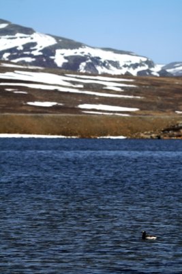 llac amb un anec glacial