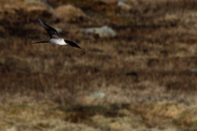 long-tail skua