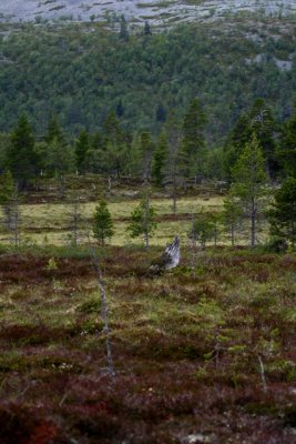 open forest