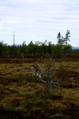 open forest