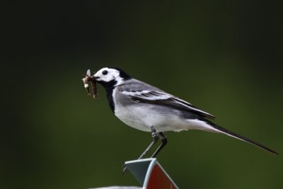 white wagtail