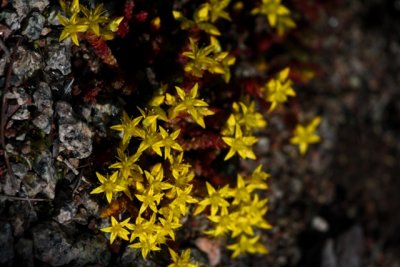 Biting Stonecrop Wallpepper - Sedum acre or sexangulare