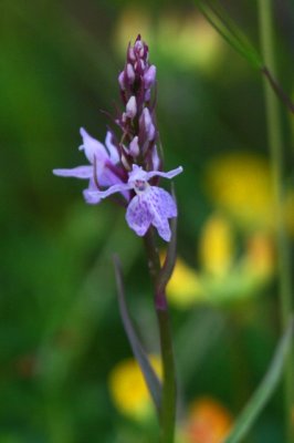 ? Early Marsh Orchid - Dactylorhiza incarnata Orquidea